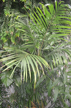 Dransfieldia micrantha